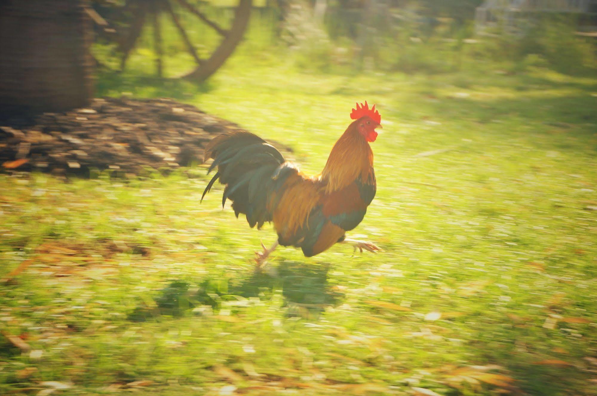 Wanlapa Farmstay Ban Khok Krathiam Exterior foto